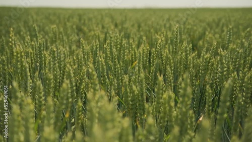 Wheat field on agricultural land blowing wind