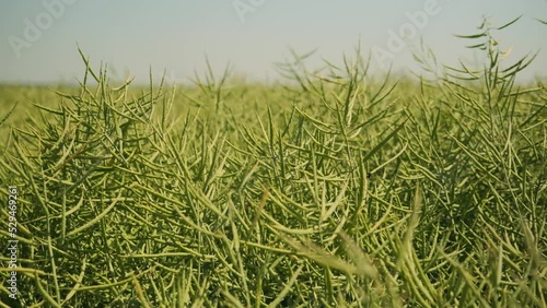 Young green rapeseed in spring close-up. plantation of rapeseed in spring.