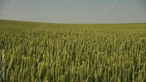 Wheat field on agricultural land blowing wind