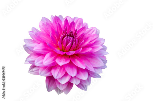 Dahlia flower close up, pink and white dahlia, delicate elegant romantic flower in full bloom isolated from the background, PNG layer