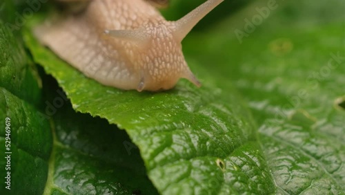 Close-up of a snail slowly creeping in the sunset sunlight