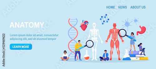 People studying anatomy of male muscular system and skeleton. Anatomical structure of human body. Medicine, physiology. Biology lesson at college. Students researching bone, muscle, blood systems
