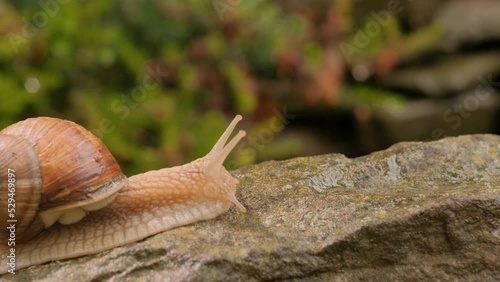 Close-up of a snail slowly creeping in the sunset sunlight