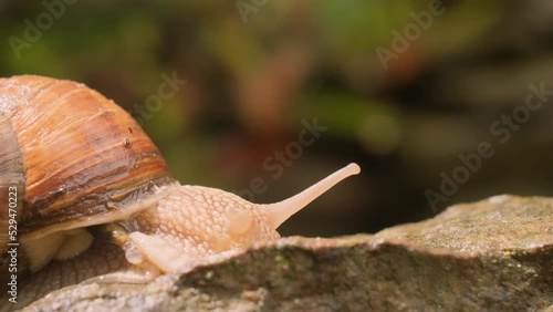 Super close-up of a snail slowly creeping in the sunset sunlight
