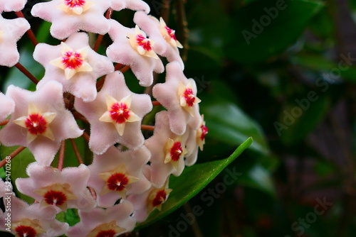 Wachsblumen-Blüte photo