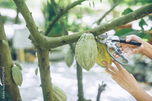 farmer harvest cacao bean fruit cocoa pod from tree