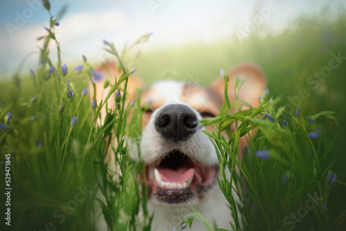corgi puppy dog nose in green nature blossom field