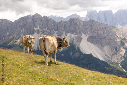 cows up in the mountains