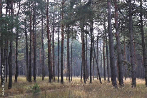 Trees in a pine forest