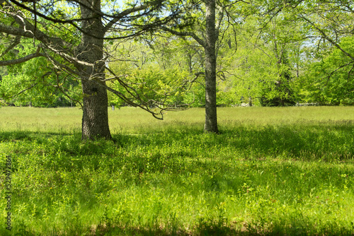 overgrown meadow on a sunny day in massachusetts