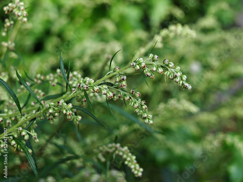 Artemisia vulgaris (mugwort, common wormwood).    Flowering of bitter grass photo