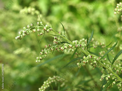 Artemisia vulgaris (mugwort, common wormwood).    Flowering of bitter grass photo