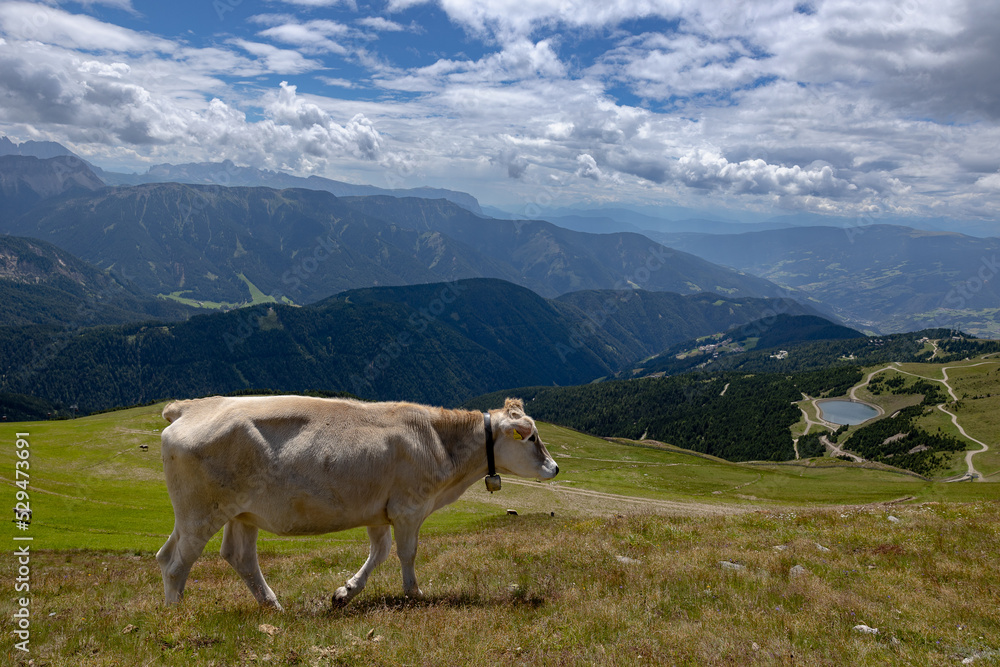 Cow walking in the mountains