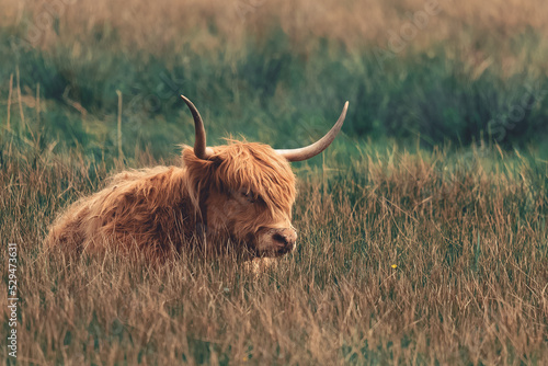 Highland Cow