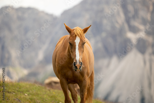 closeup of horse