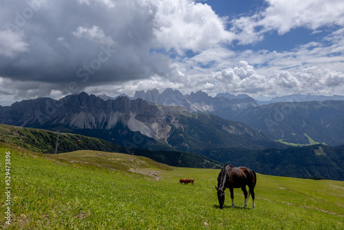 horses grazing in the mountains