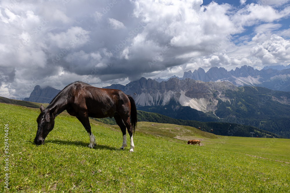 black horse grazing in the mountains