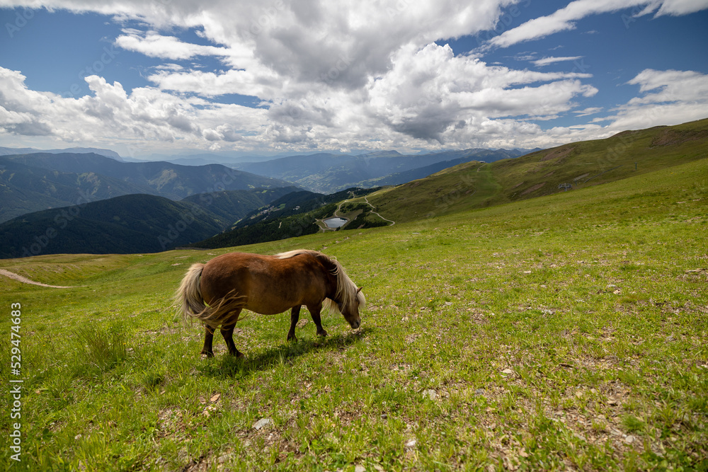 pony grazing in the green mountains