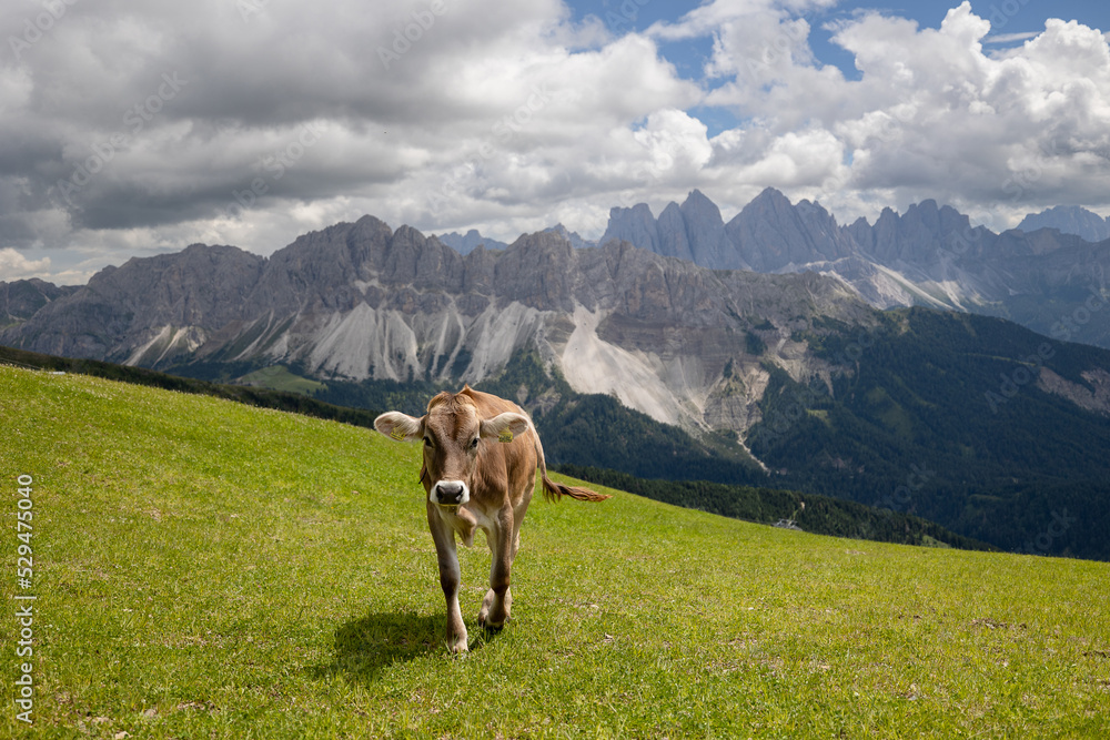 calf in the mountains