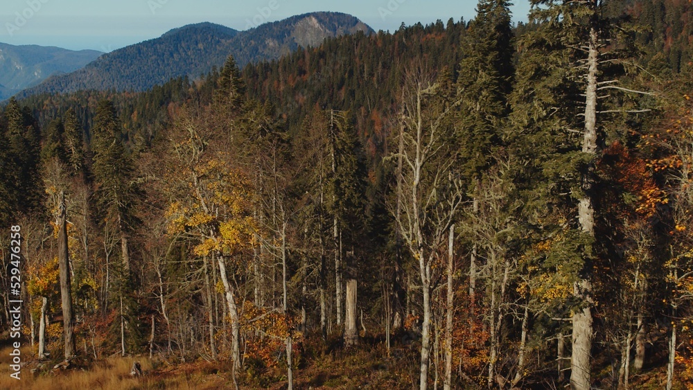 Gorgeous view of autumn forest painted in colourful yellow, green and red colours in caucasian mountains. beauty of mountain peaks covered with trees on sunny fall day. Gorgeous view of autumn forest painted in colourful yellow, green and red colours in caucasian mountains. beauty of mountain peaks covered with trees on sunny fall day.