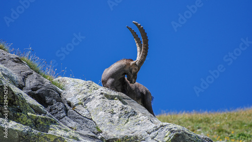Fotografie, Tablou Capra ibex (Bouquetin, Alpine ibex), Col du Soufre, Vanoise, France