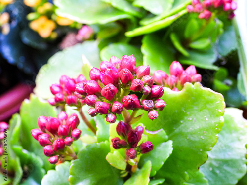 Brotes de kalanchoe rosado