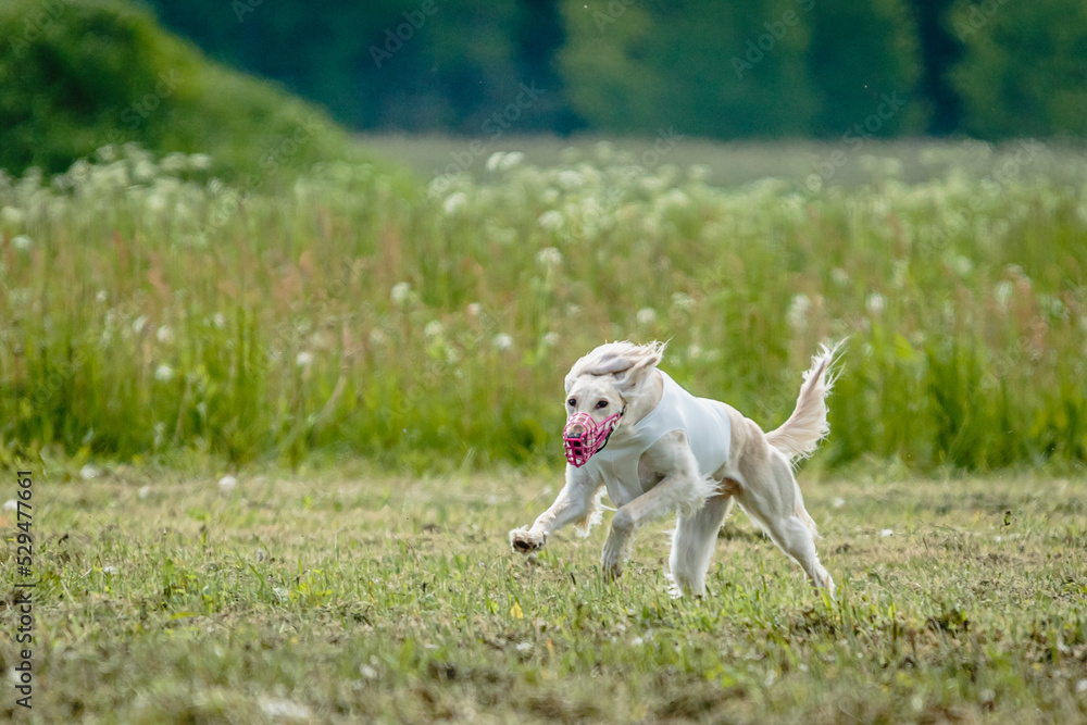 Saluki dog in white shirt running and chasing lure in the field on coursing competition