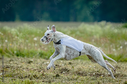 Whippet dog in white shirt running and chasing lure in the field on coursing competition