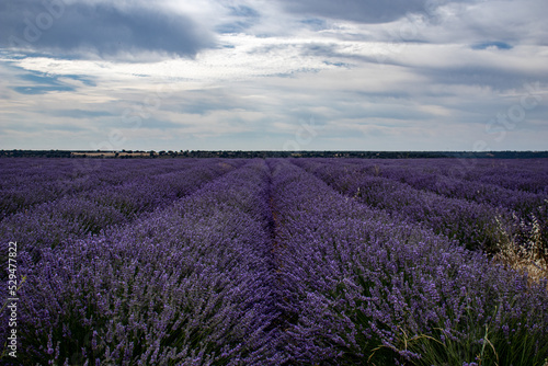 Cloudy sky over the lavender