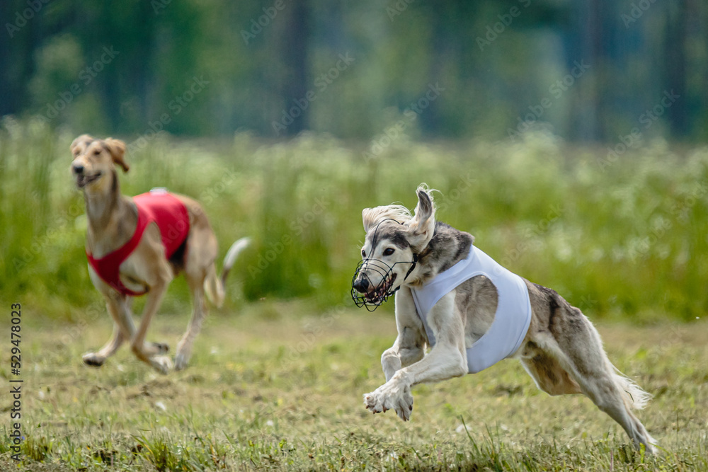 Saluki dogs in red and white shirts running and chasing lure in the field on coursing competition