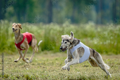 Saluki dogs in red and white shirts running and chasing lure in the field on coursing competition © Aleksandr Tarlokov
