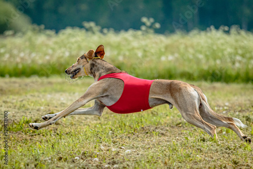Saluki dog in red shirt running and chasing lure in the field on coursing competition