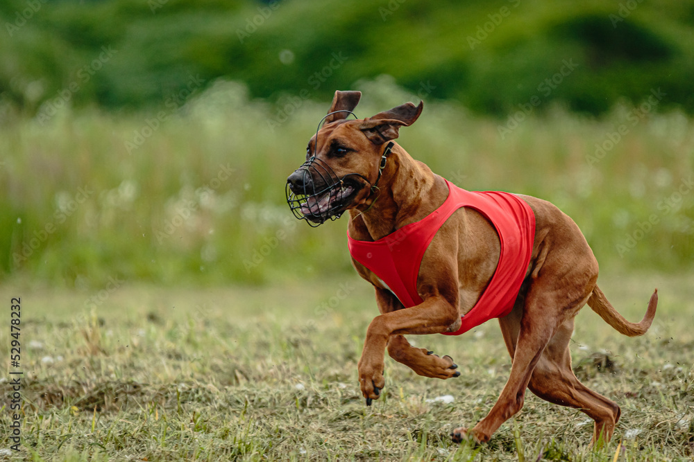 Rhodesian ridgeback dog in red shirt running in green field and chasing lure at full speed on coursing competition