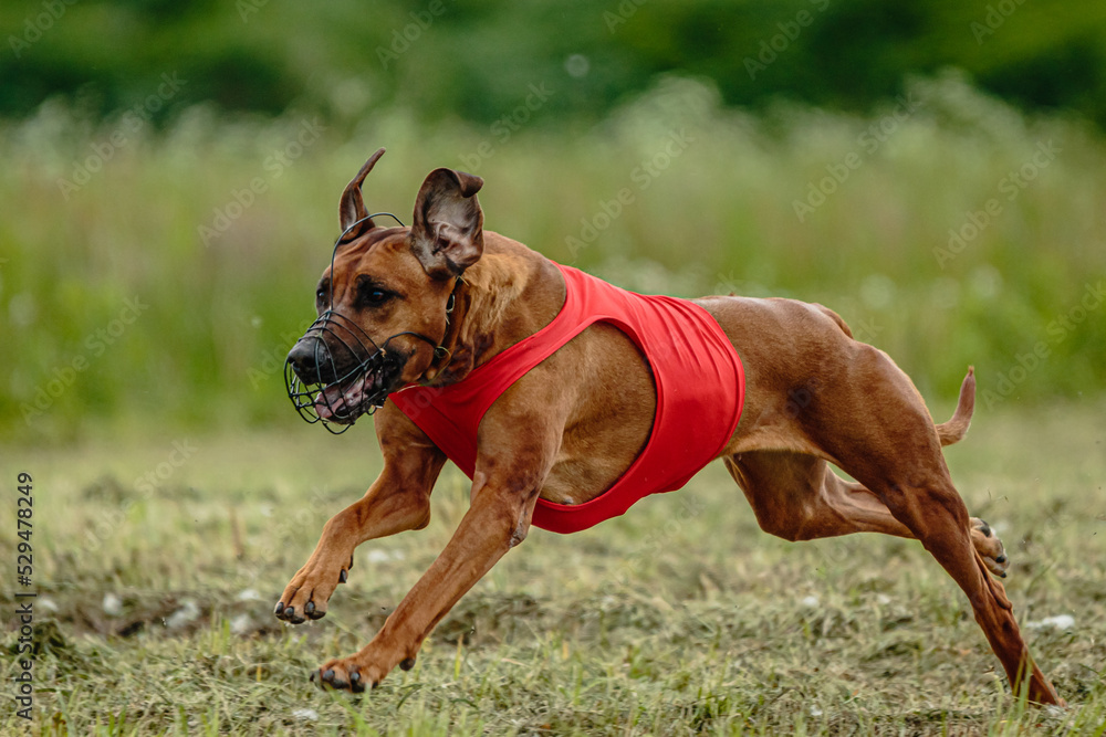 Rhodesian ridgeback dog in red shirt running in green field and chasing lure at full speed on coursing competition