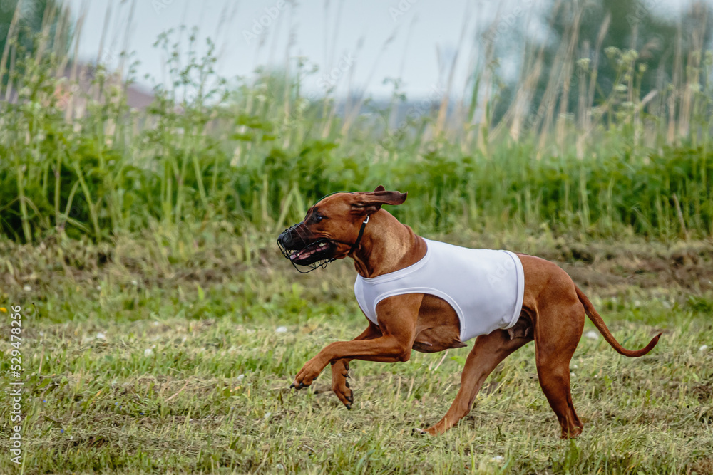 Rhodesian ridgeback dog in white shirt running in green field and chasing lure at full speed on coursing competition