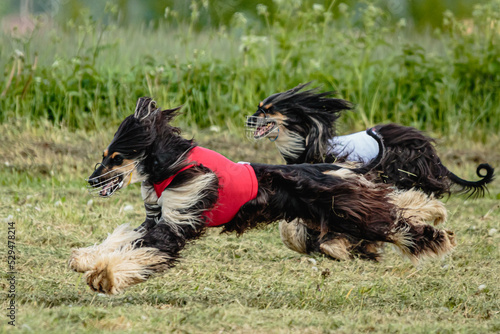 Afghan borzoi dogs in red and white shirts running and chasing lure in the field on coursing competition