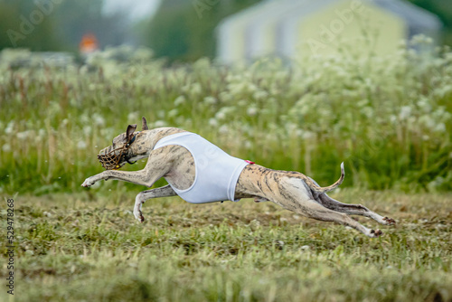 Whippet dog moment of running and flying in green field at full speed