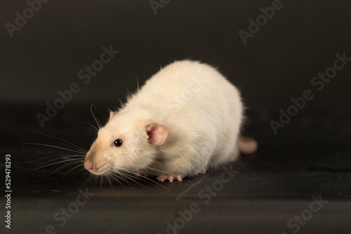 portrait of a white rat
