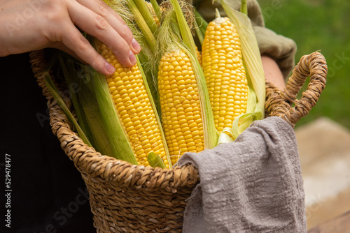 in the hands of the farmer a basket with corn