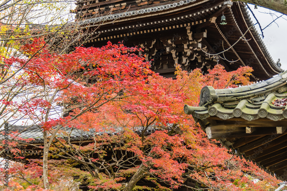京都の秋