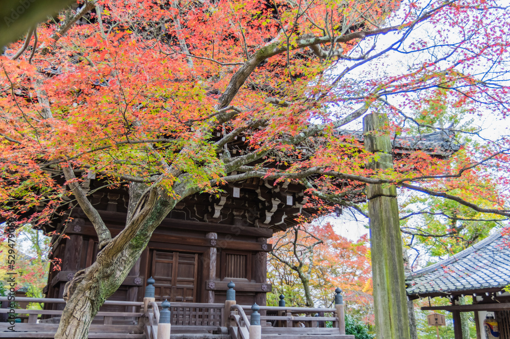 京都の秋
