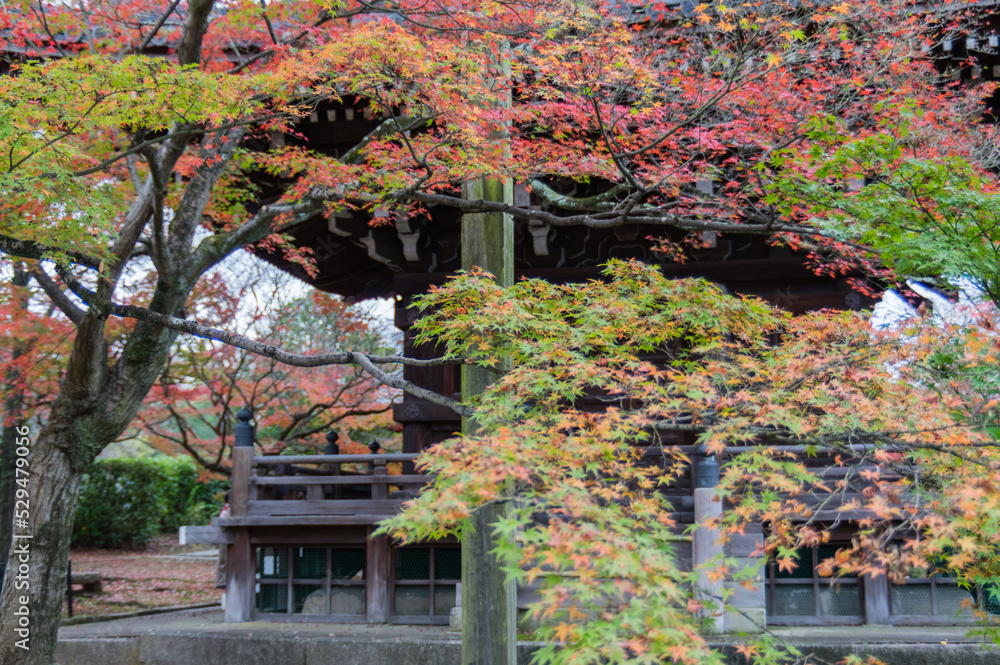 京都の秋