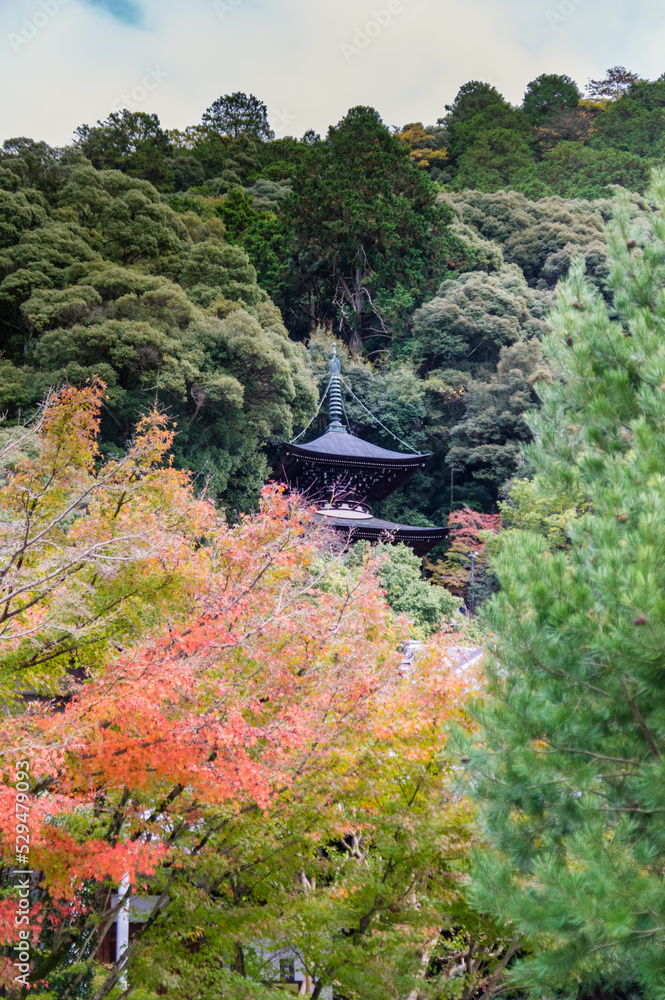 京都の秋