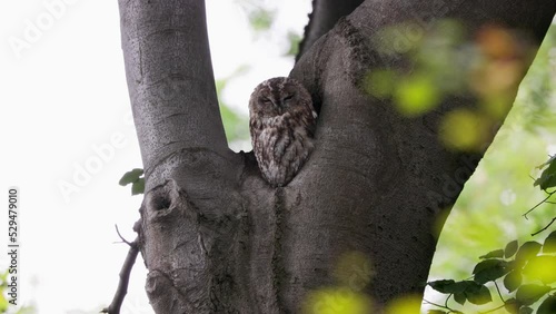 Tawny owl (Strix aluco) in the daytime roost - 4 clips -Canon R6 with RF100-500mm [4K50p]