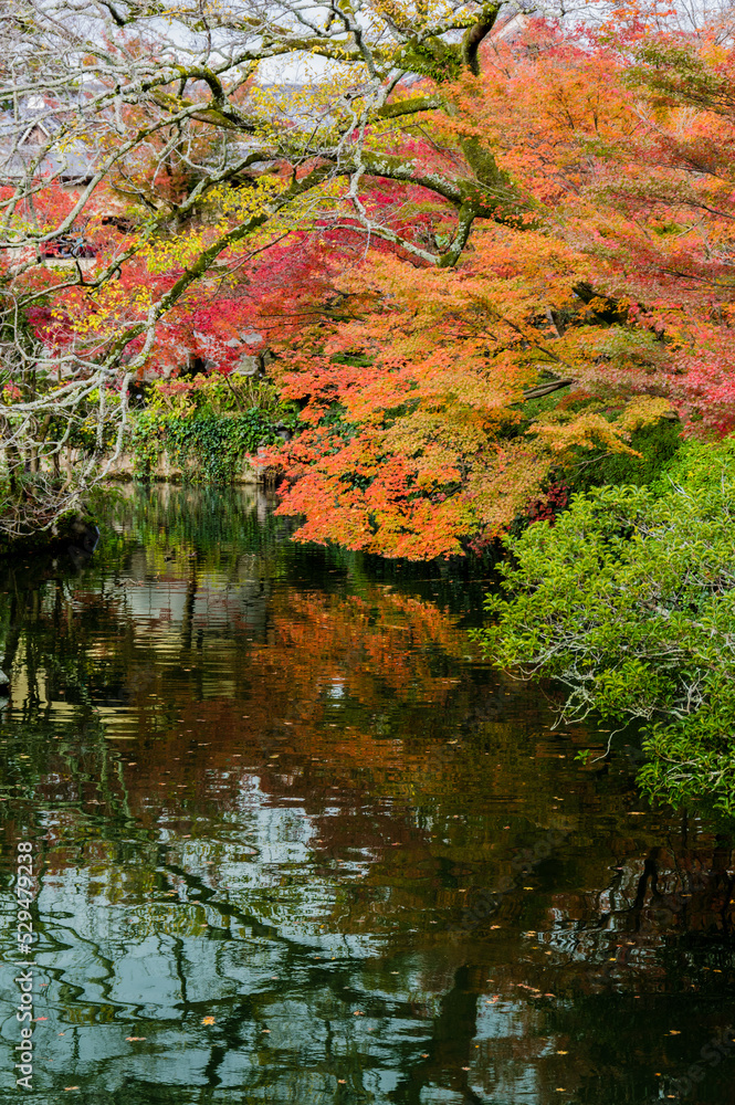 京都の秋