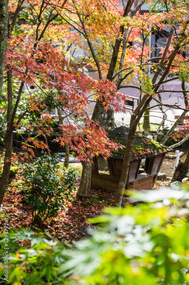 京都の秋