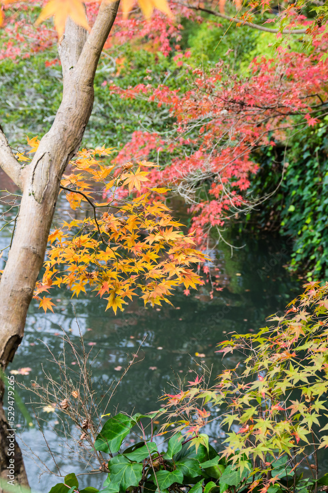 京都の秋