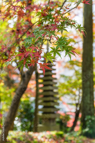 京都の秋
