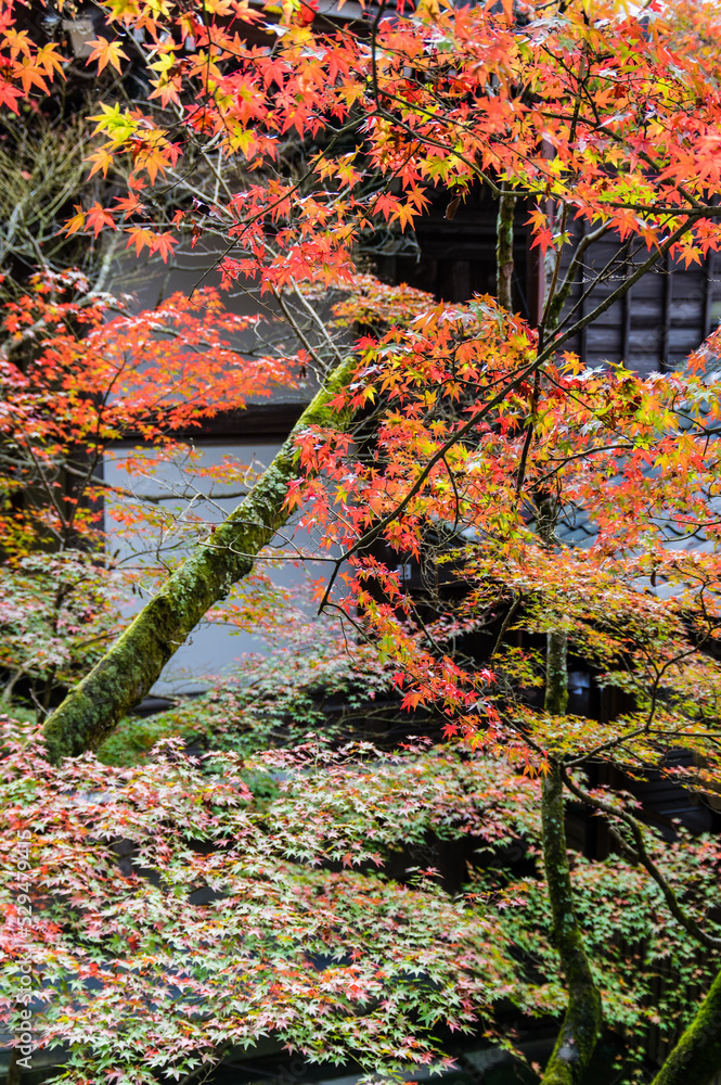 京都の秋