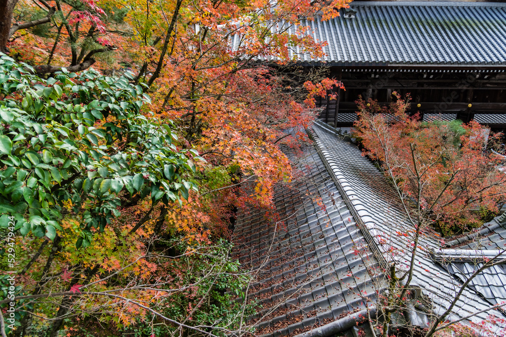 京都の秋
